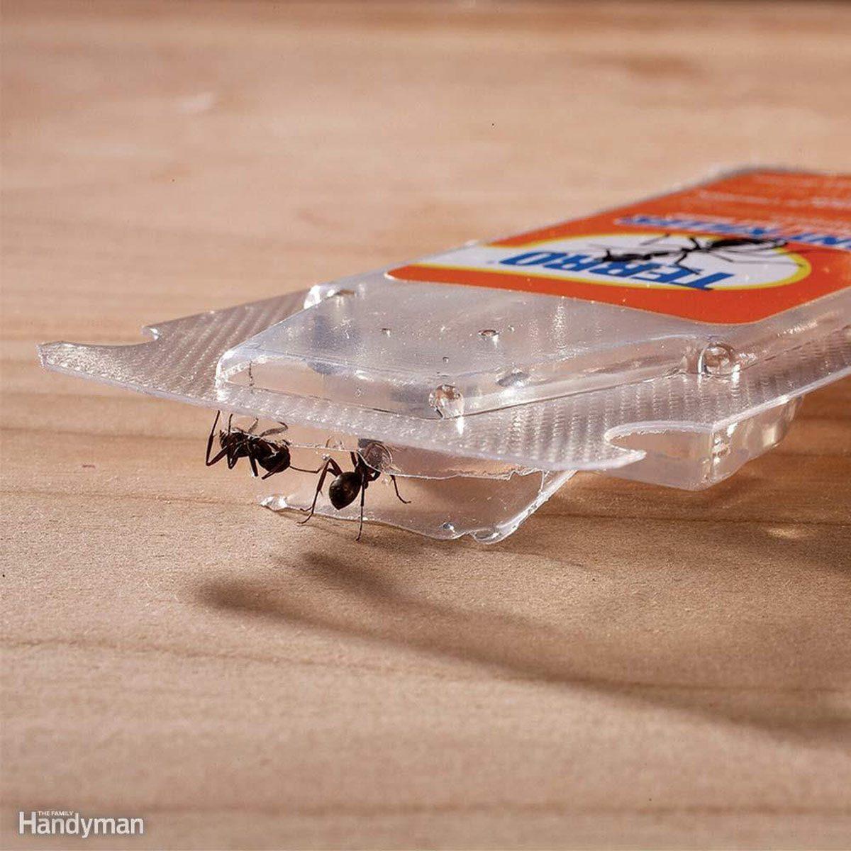 How to Make a Gnat Trap With a Soda Bottle, Hunker