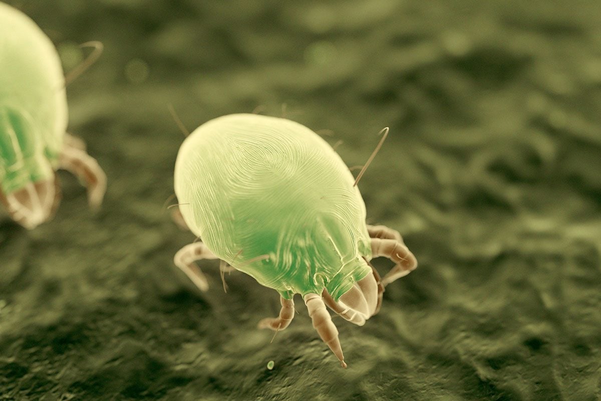 dust mite bites