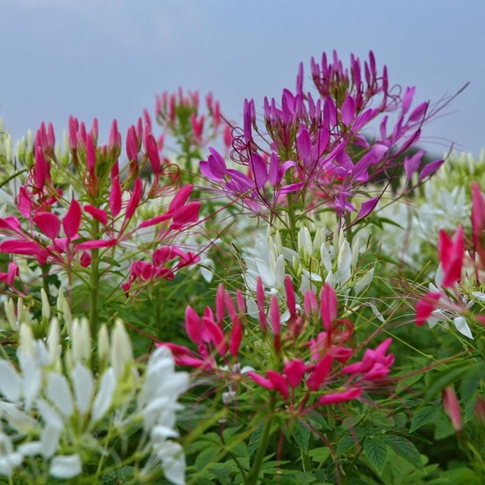 cleome