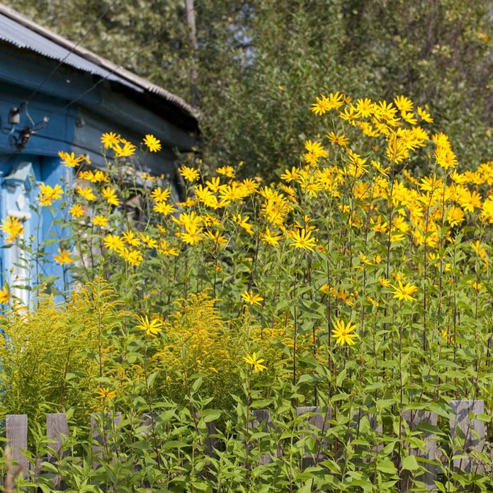 Jerusalem Artichoke