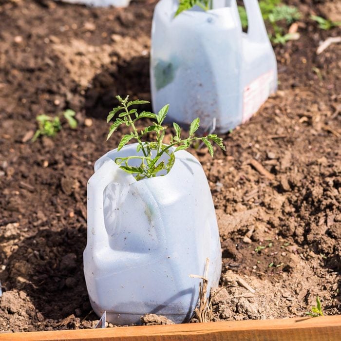 milk jug in a dirt garden bed with a small tomato plant growing up the side of the container