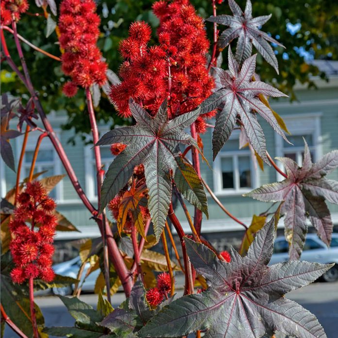 Castor Bean