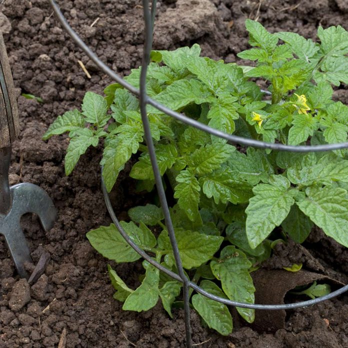 dirt tomato support