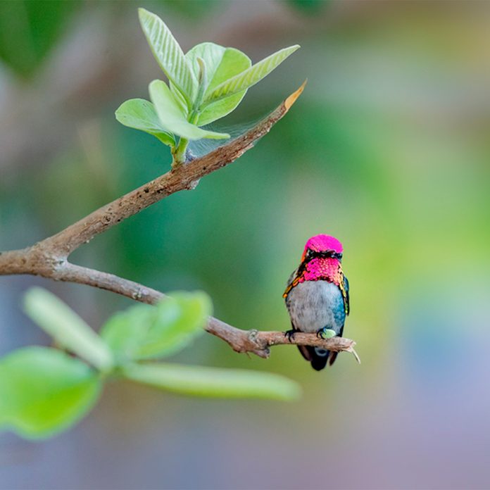 pink hummingbird sitting on branch