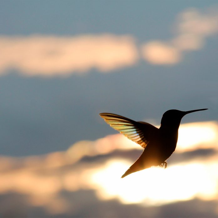 migrating hummingbird