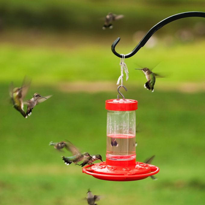 many hummingbirds fighting