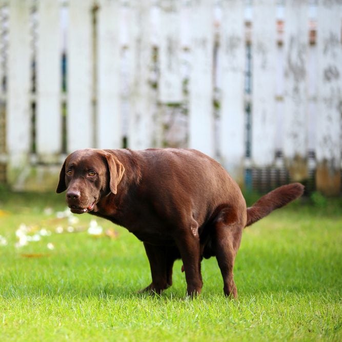 8 Genius Ways To Pick Up Your Dog Poop The Family Handyman