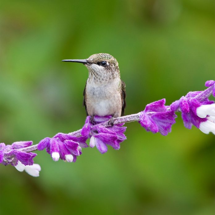 hummingbird on mexican bush sage