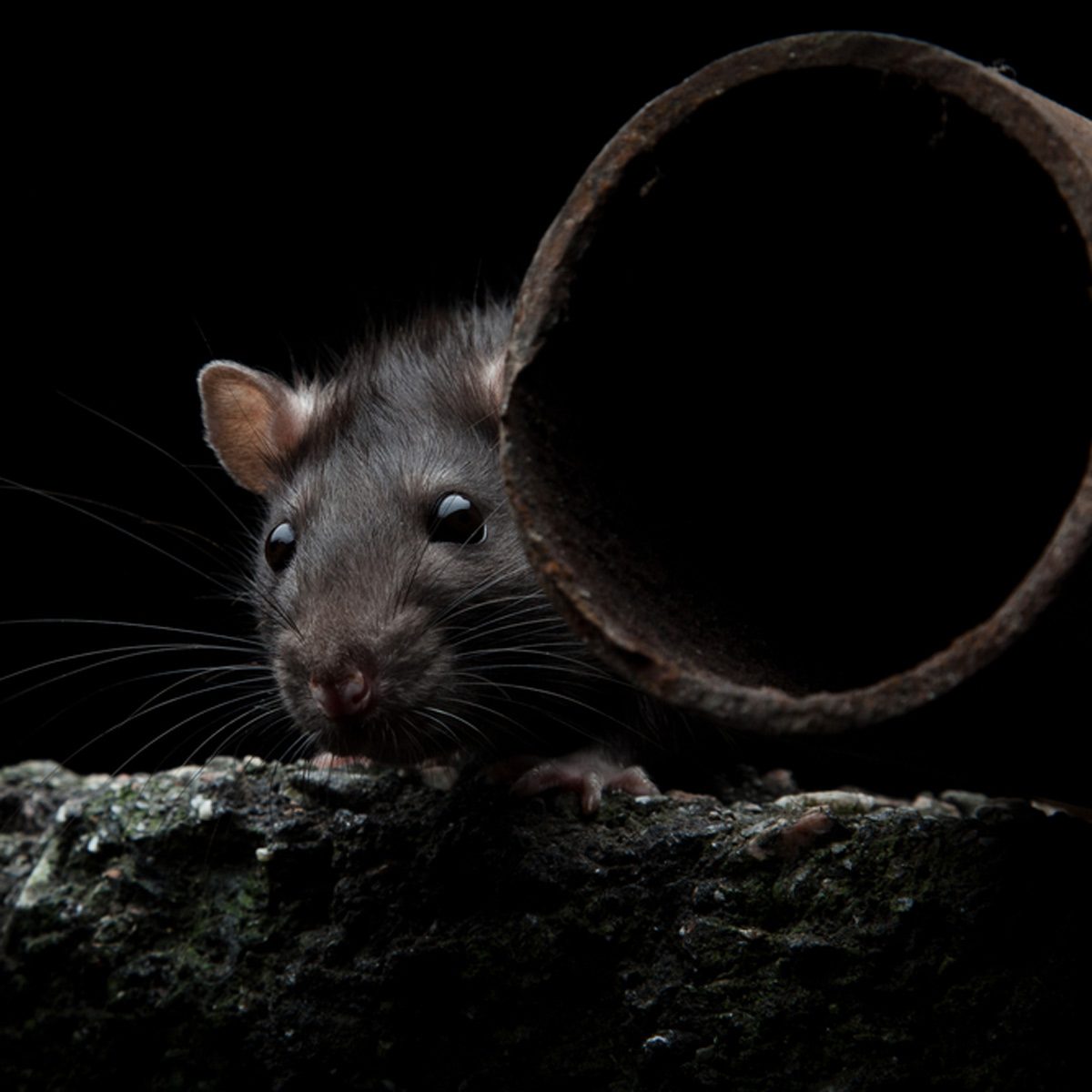 12 Rat Myths You Need To Stop Believing Family Handyman