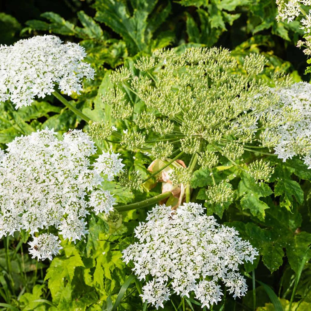 giant hogweed