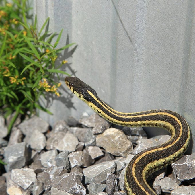 how to keep snakes away, including this black and yellow one!