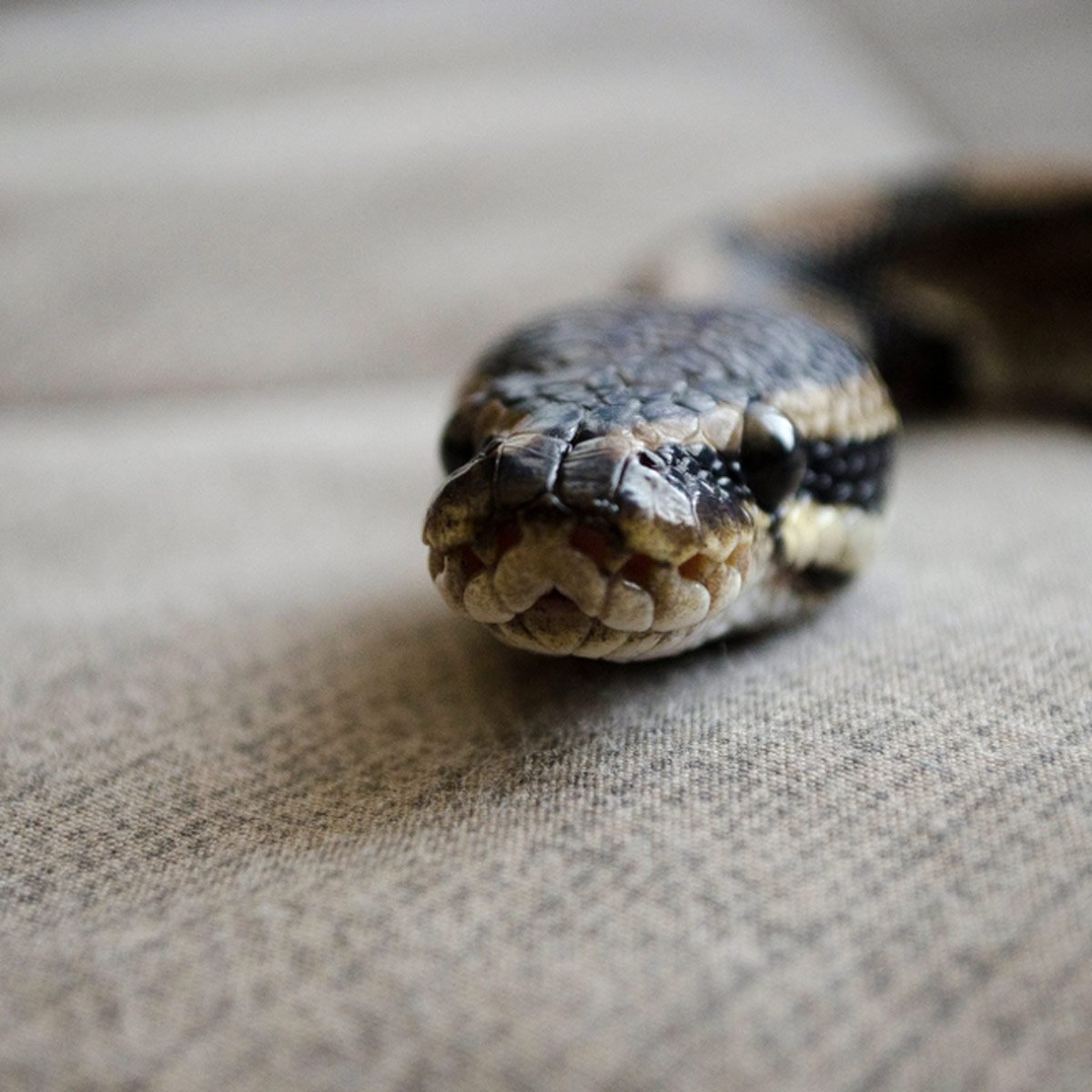 5 Frightening Ways Snakes Can Enter Your Home Family 