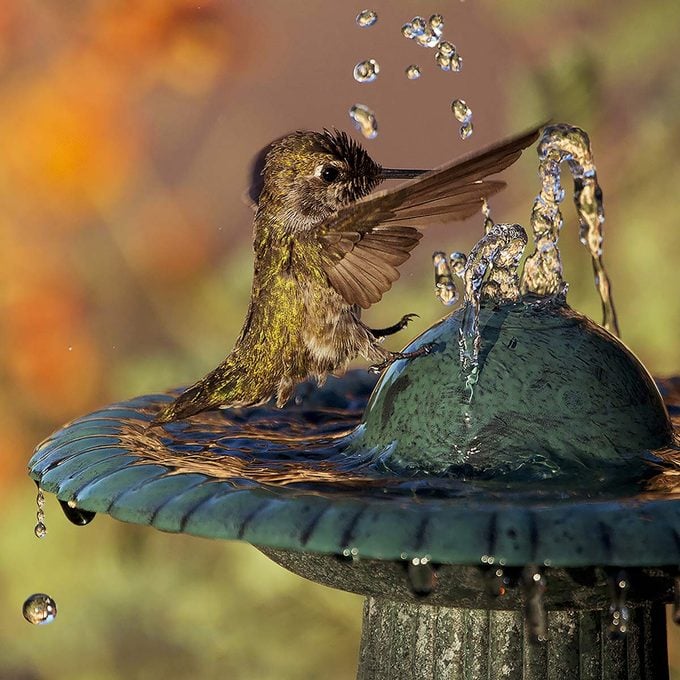 hummingbird bird bath fountains