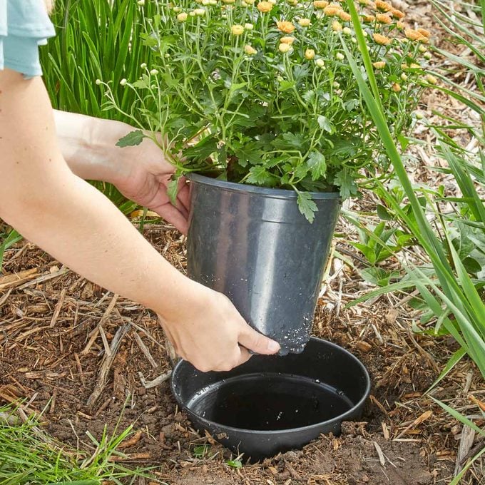 plant in a pot landscaping design seasonal mums HH Handy Hint landscape pots