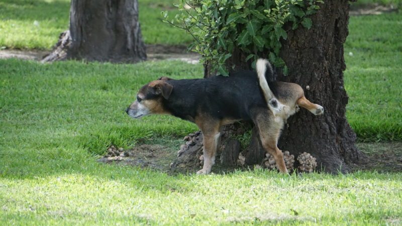 Here S Why Dogs Kick Up Your Lawn After They Pee The Family Handyman
