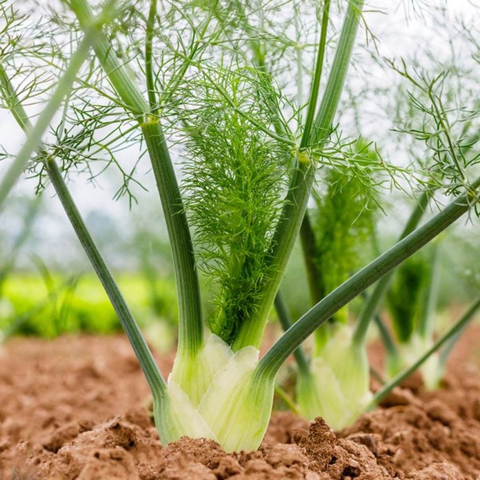 fennel