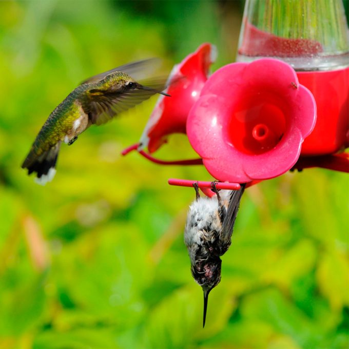 hummingbird hanging upside down