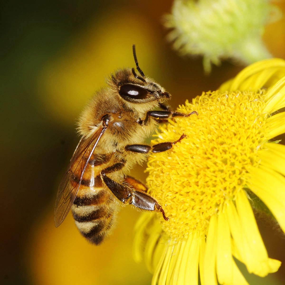 10 Crazy Things You Didn’t Know About Bees | Buzzza.com1200 x 1200
