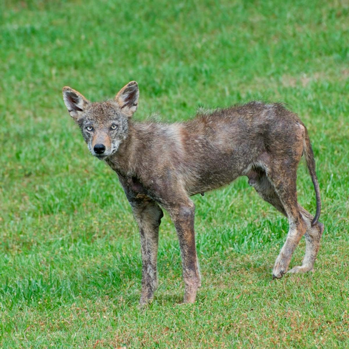 How to Get Rid of Coyotes | Family Handyman