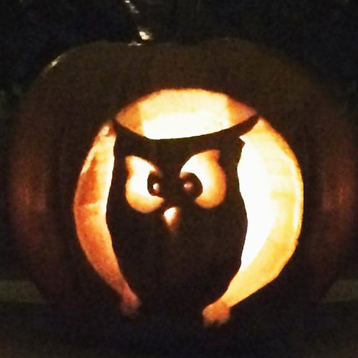 owl hoot halloween pumpkin carving jack o'lantern