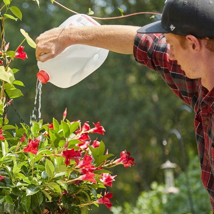 milk jug watering can 2