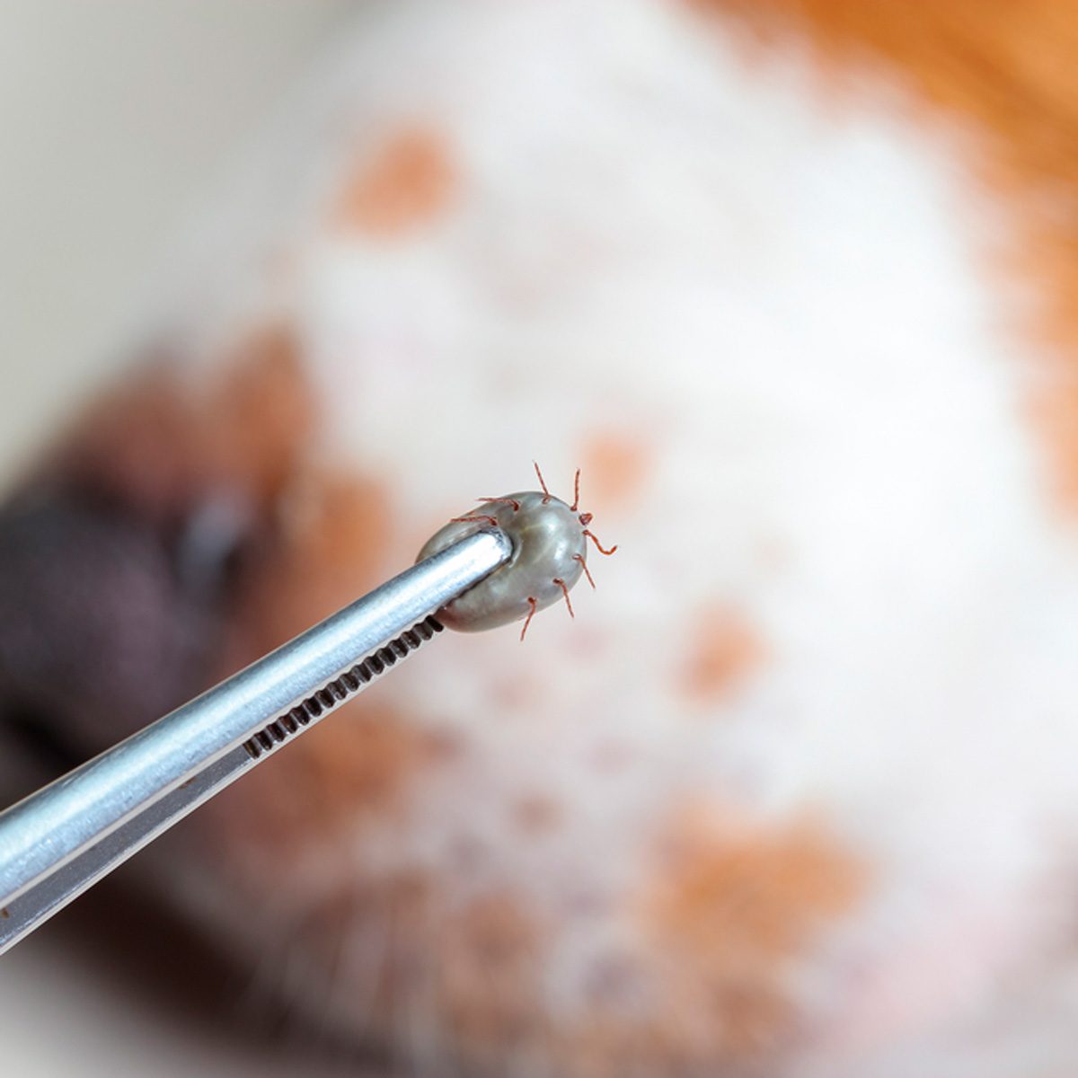 What To Do When You Find A Tick In Your House | Family Handyman