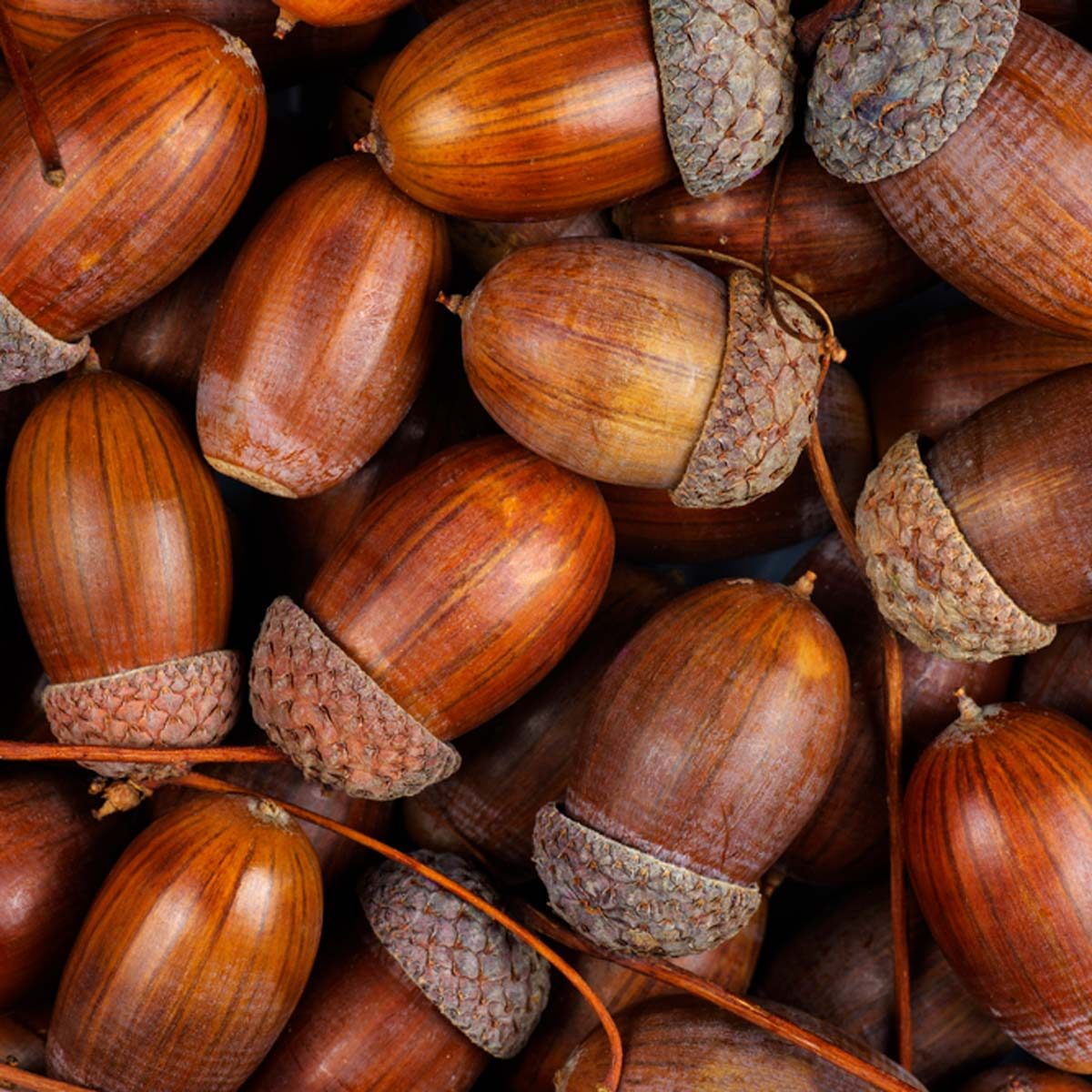 8 Things You Can Make With All of Those Acorns