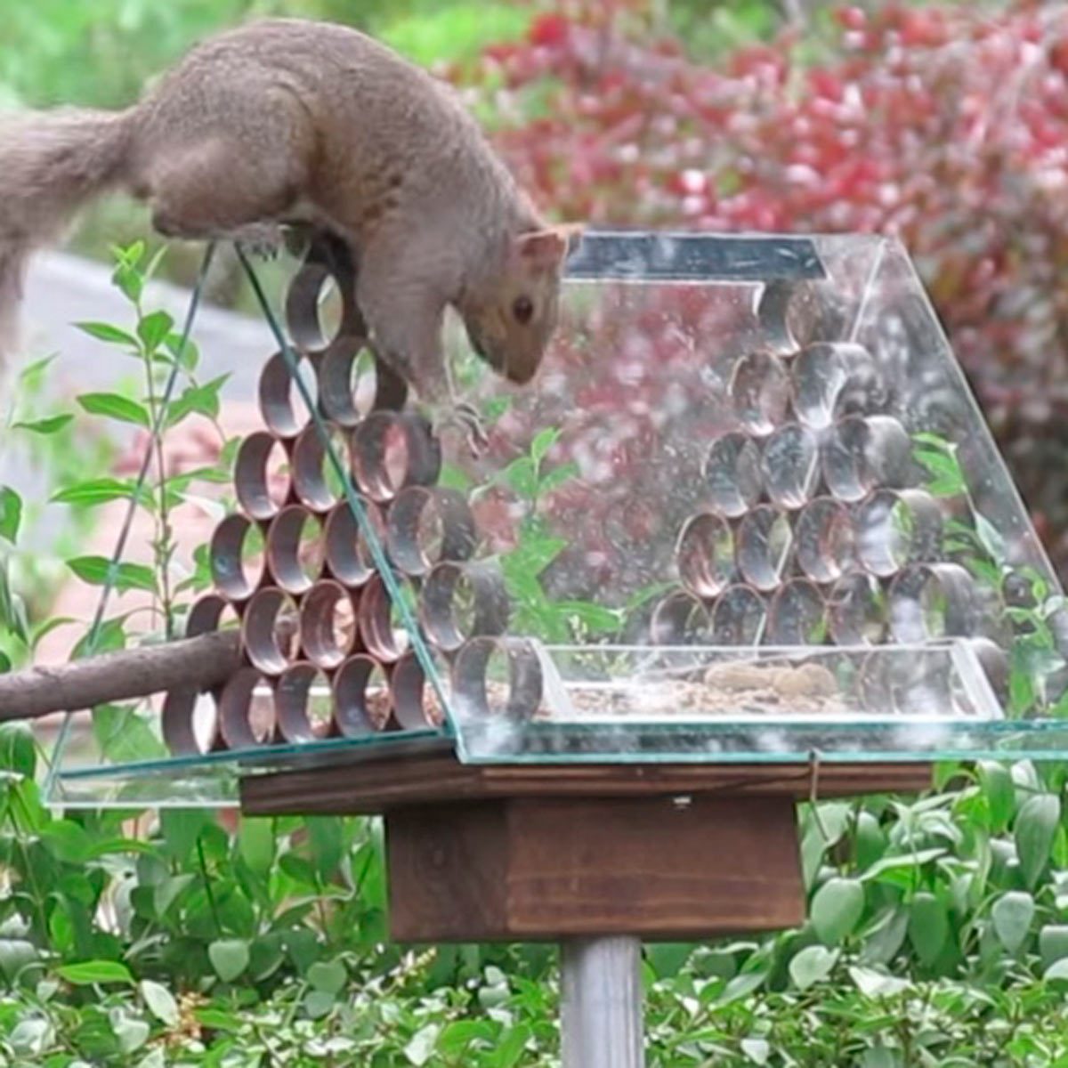 10 Ways To Prevent Squirrels From Reaching Birdseed