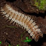Millipedes vs. Centipedes: How to Keep Both Out of Your Home