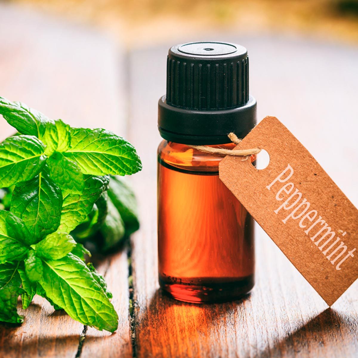 A Profile on Peppermint Oil: 5 Fresh Uses - Young Living