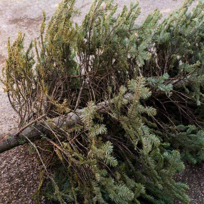 Don't burn your Christmas tree in a fireplace