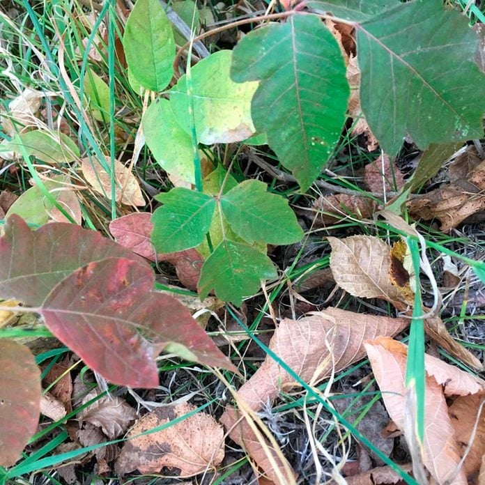 Some plants give off noxious smoke