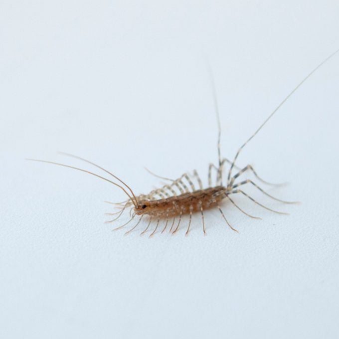 are centipedes poisonous?