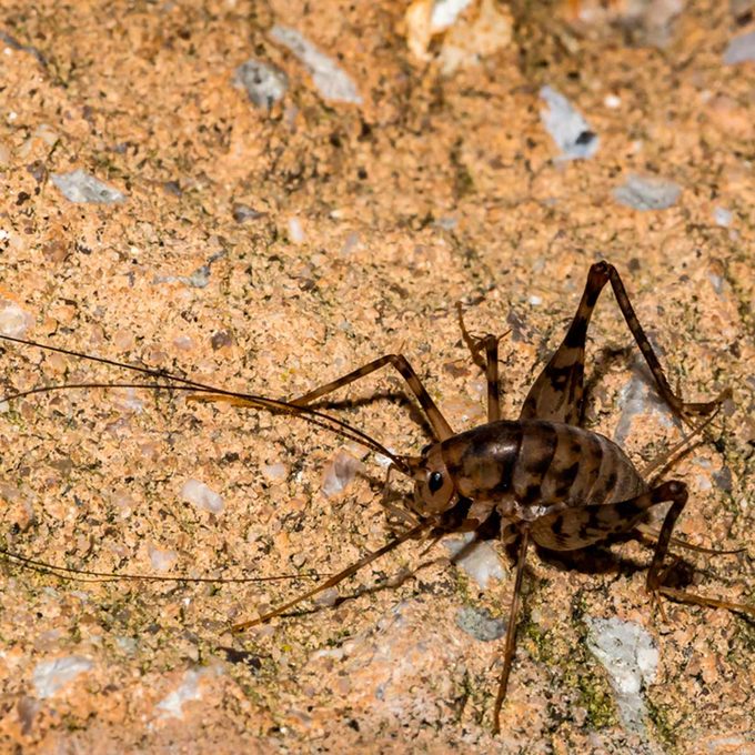 spider cricket