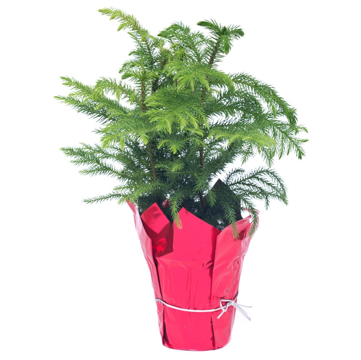 Does A Potted Norfolk Island Pine Make A Good Christmas Tree