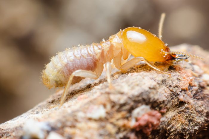 Termites life