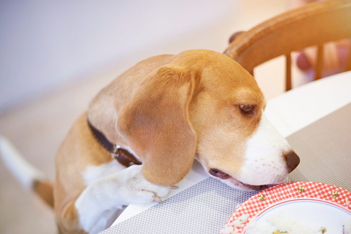 Smart dog eating from plate on table above top view