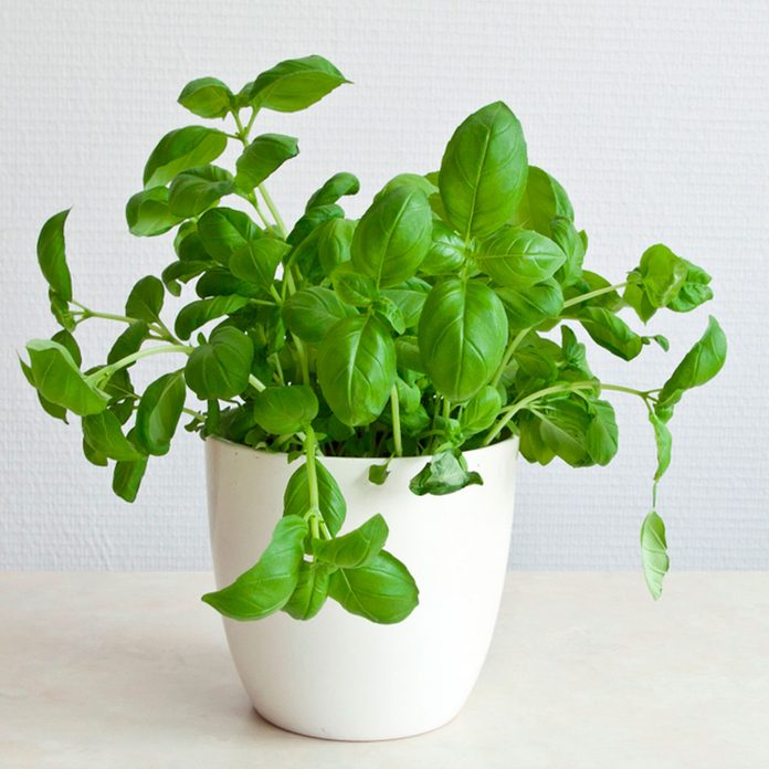 basil plant indoors