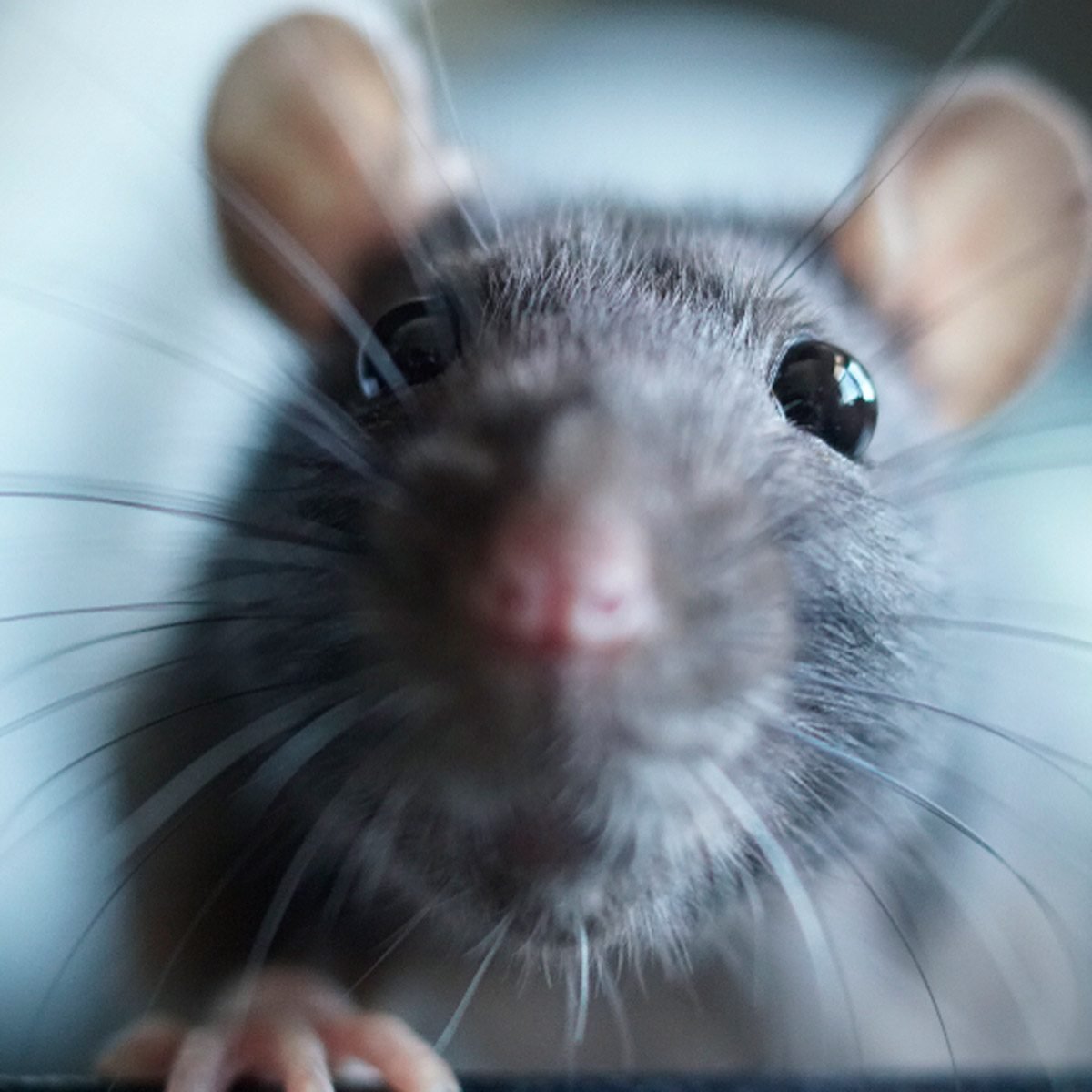 This Surprising Hack Will Keep Mice Away For Good Family Handyman