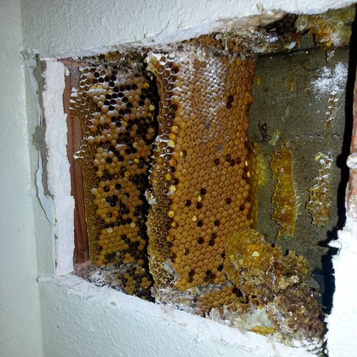 beehive in wall