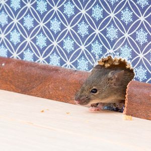 How to Keep Mice and Other Pests Out of Your Home