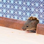 How to Get Rid of a Mouse in a Wall