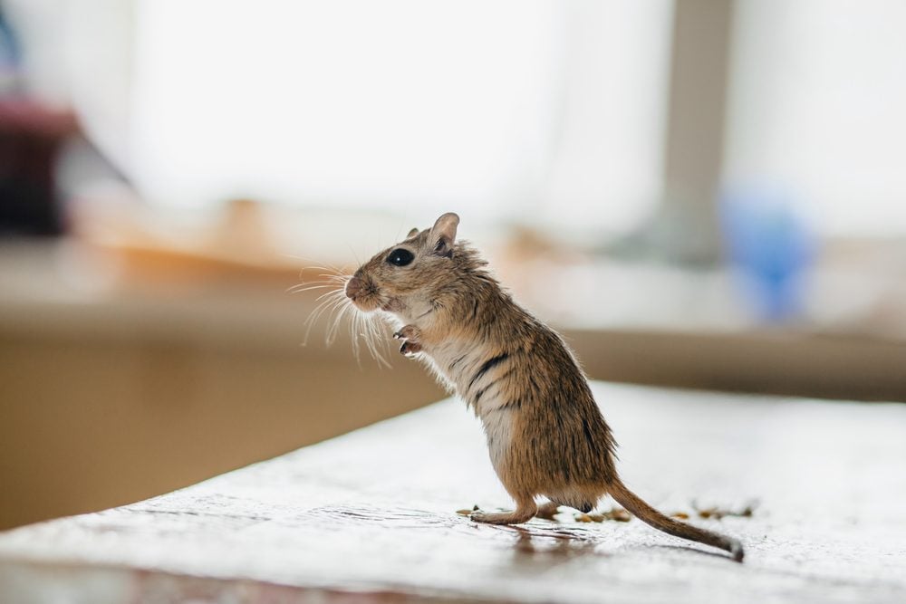 Get Mice Out of Your Garage for Good