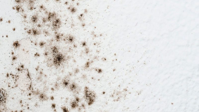 how to get rid of mold on walls in the bathroom