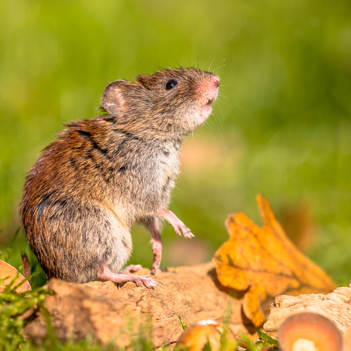 How To Get Rid Of Voles Family Handyman