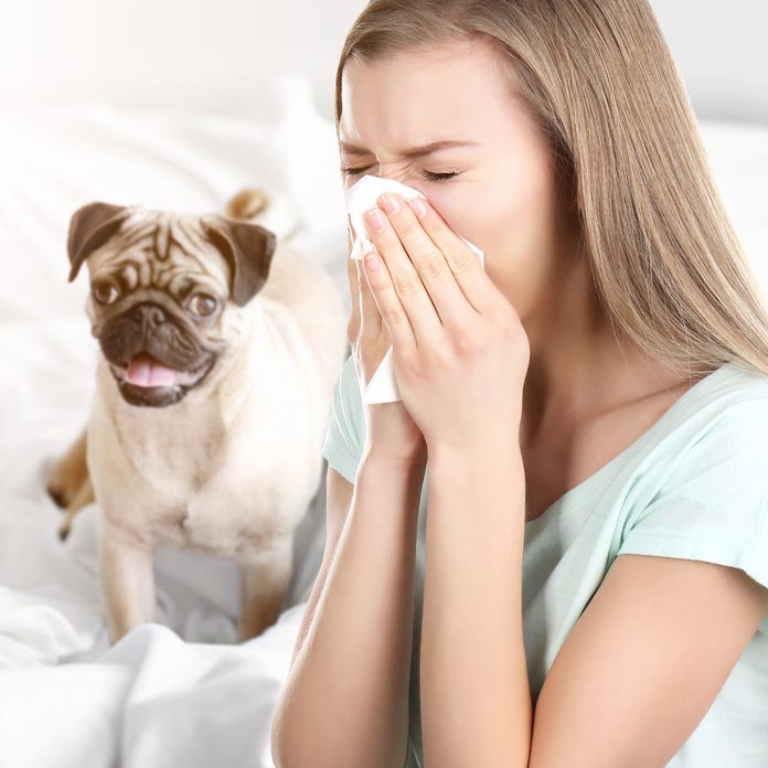 pug home allergens sneeze allergies
