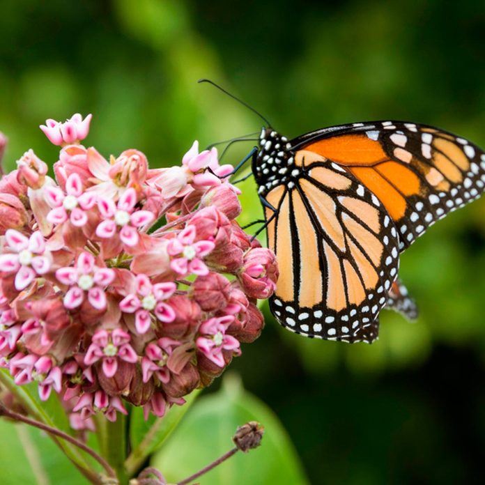 Milkweed