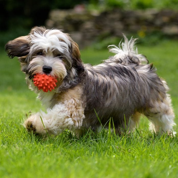 Playful-havanese-puppy-dog-walking-with-a-red-ball-in-his-mouth-in-the-grass
