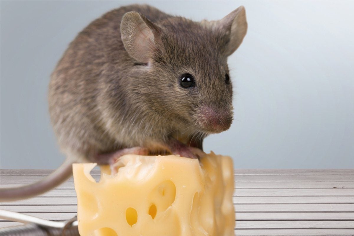 Mouse on cheese