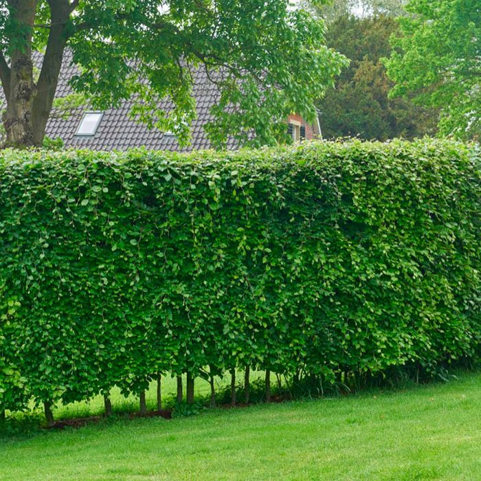 hedge